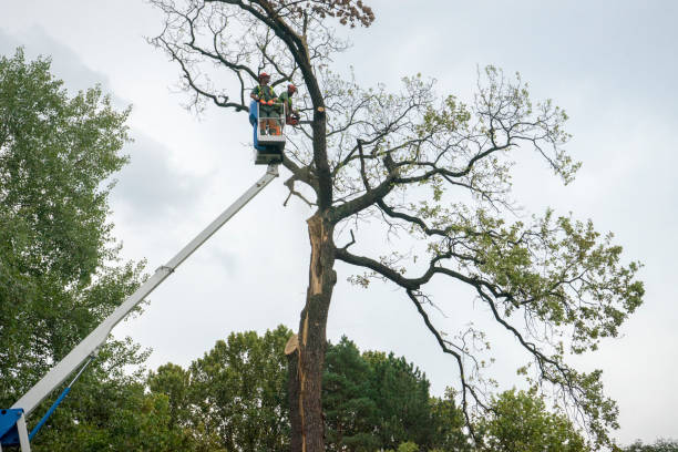 Best Tree Cabling and Bracing  in Kingsport, TN