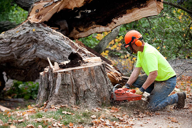 Professional  Tree Services in Kingsport, TN